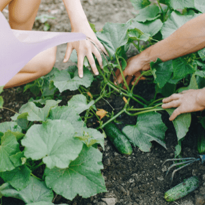 Kitchen Garden