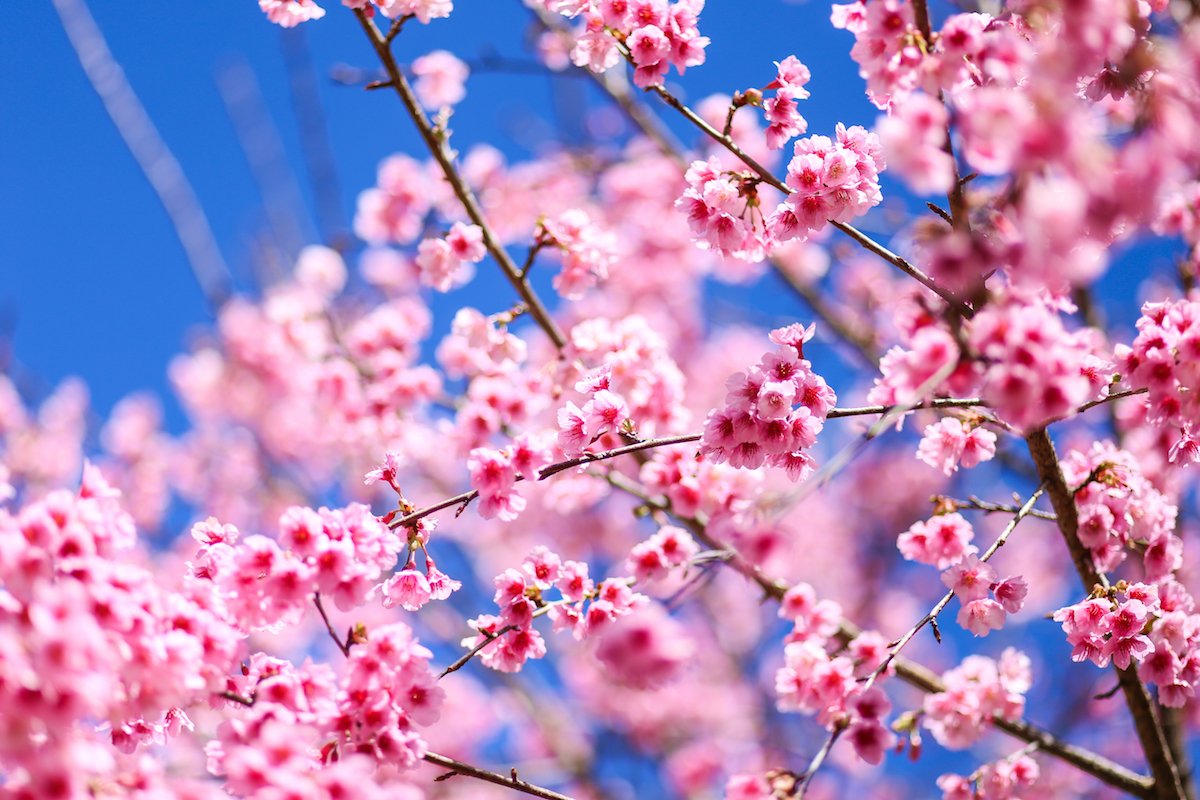 The Bright Side: feel-good news from April