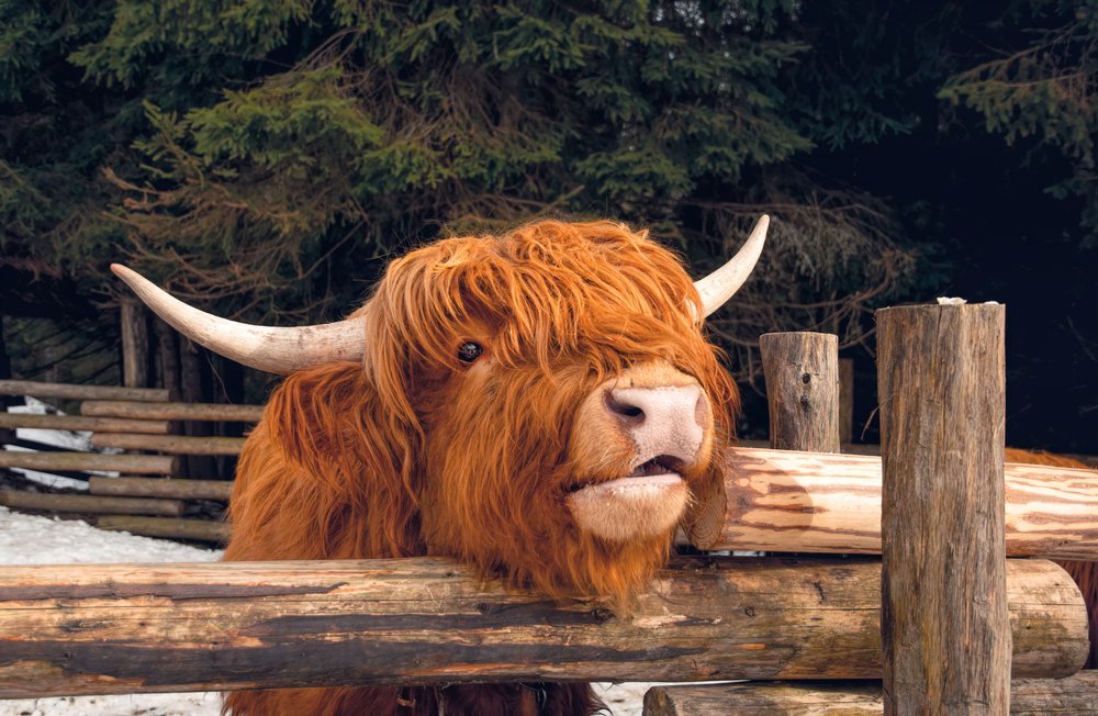 The Bright Side: feel-good news from July