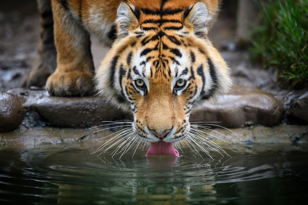 The Bright Side: feel-good news from October