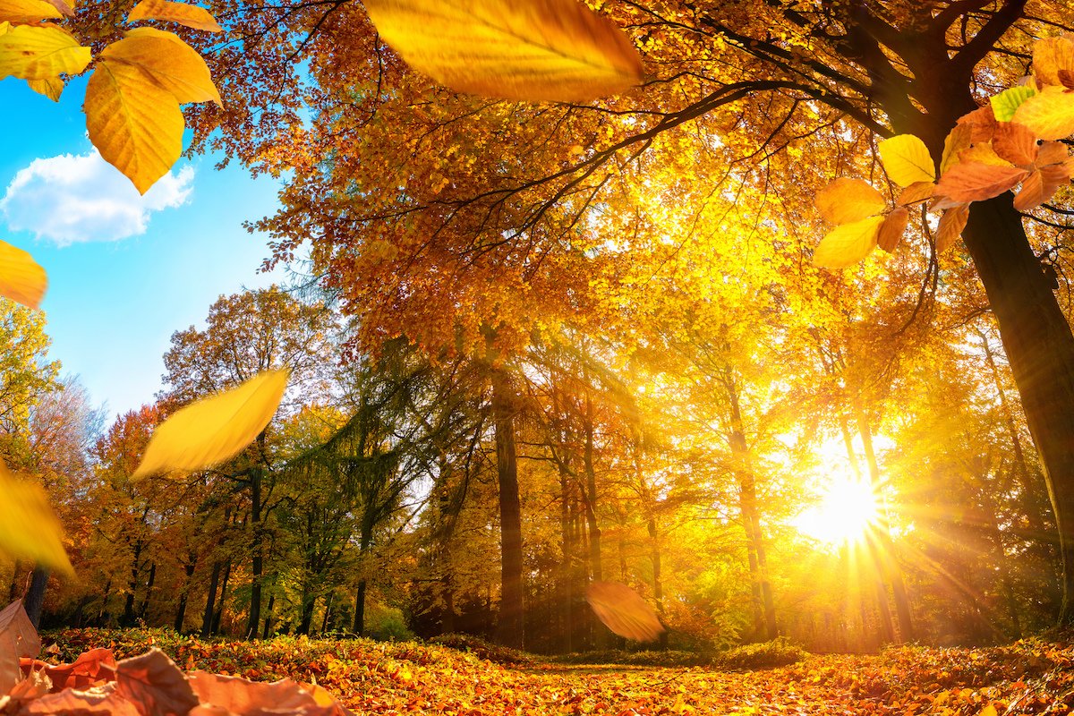 The Bright Side: feel-good news from September