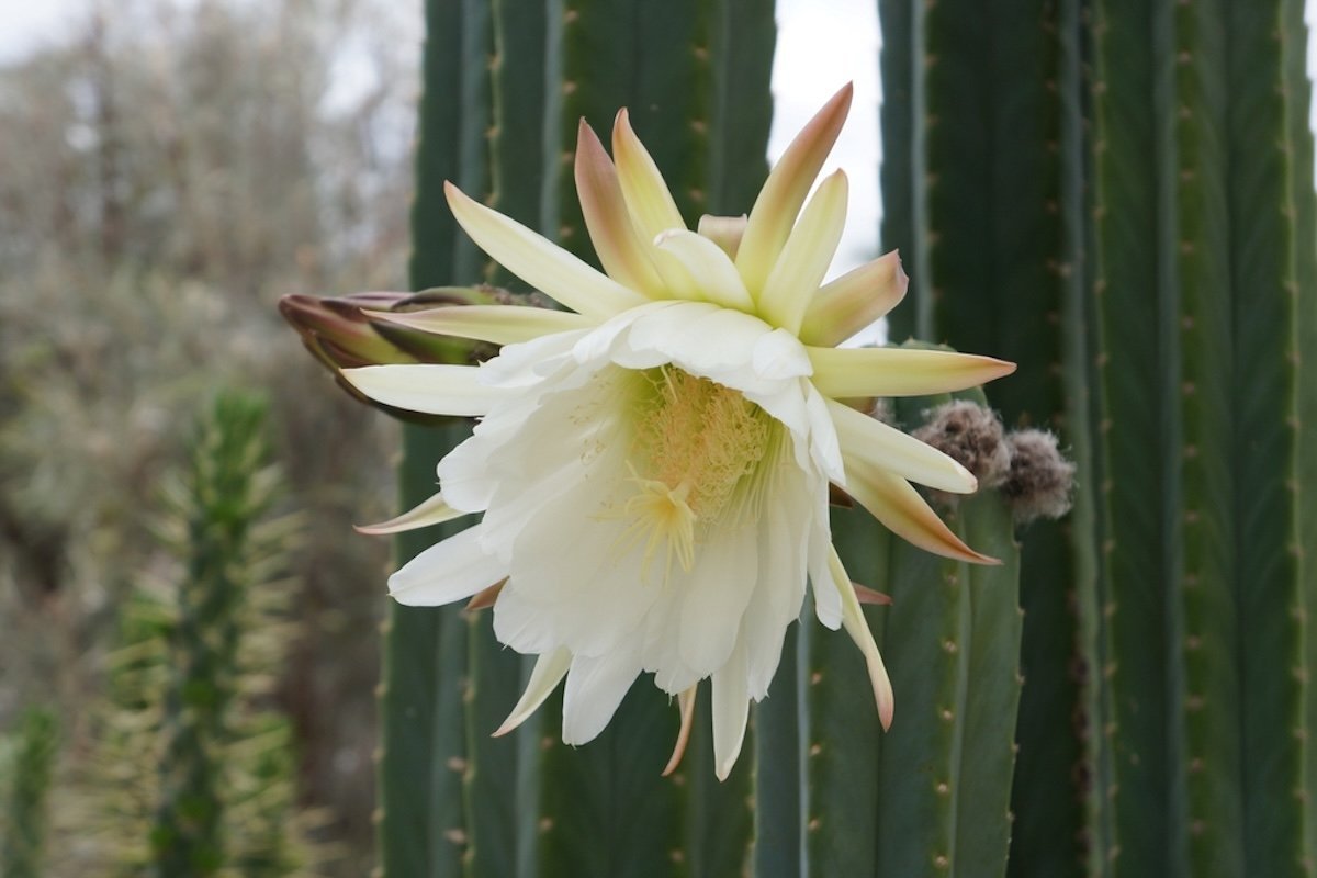 What is Huachuma, the San Pedro Cactus?