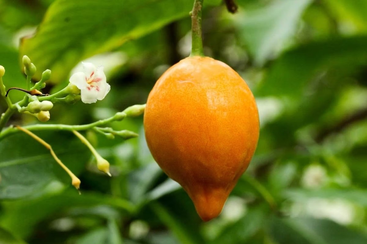 Iboga and Ibogaine: Psychedelic Healing for Addiction