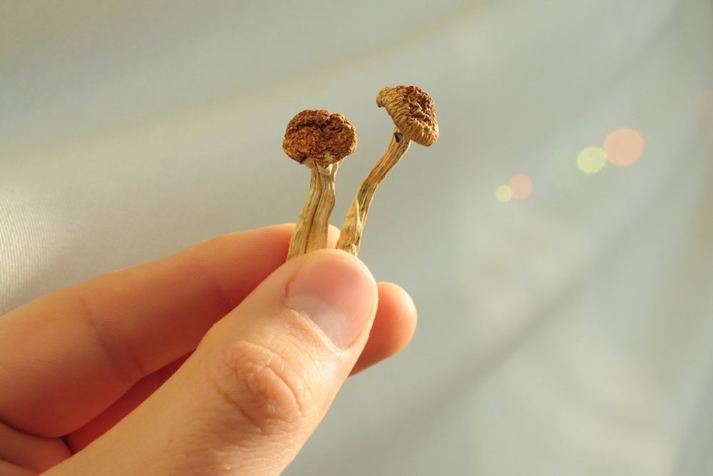 man-holding-psilocybin-mushrooms-microdosing.jpg