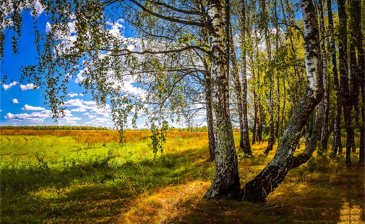 The Bright Side: feel-good news from August