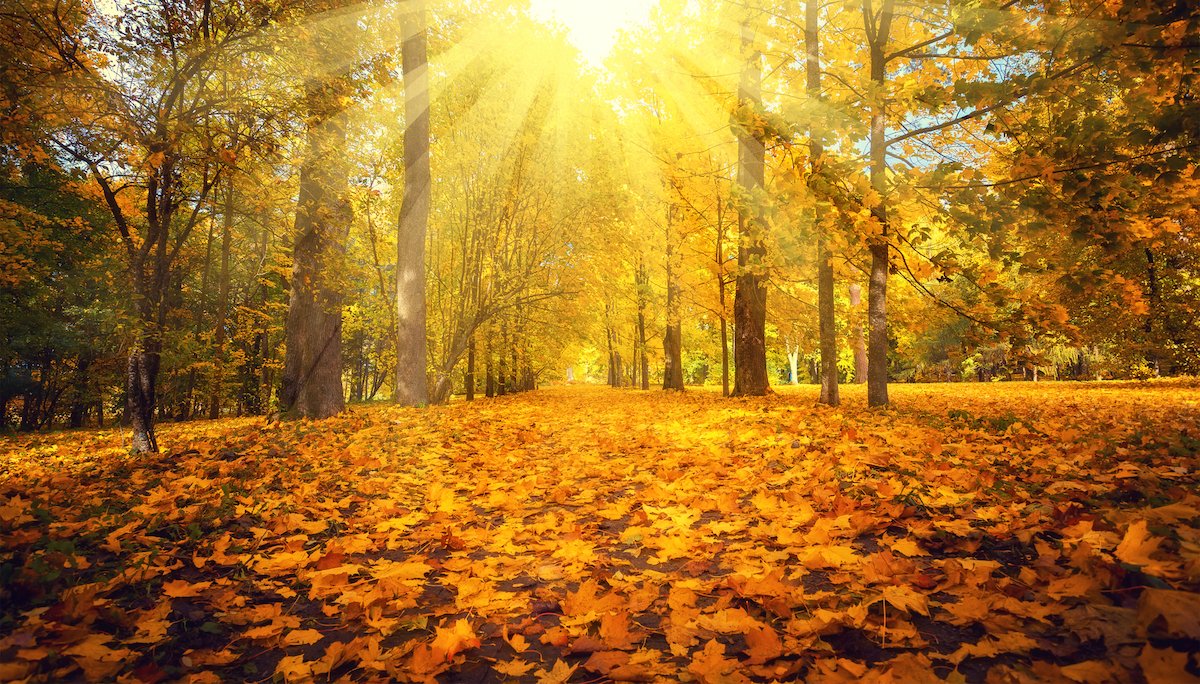 The Bright Side: feel-good news from October