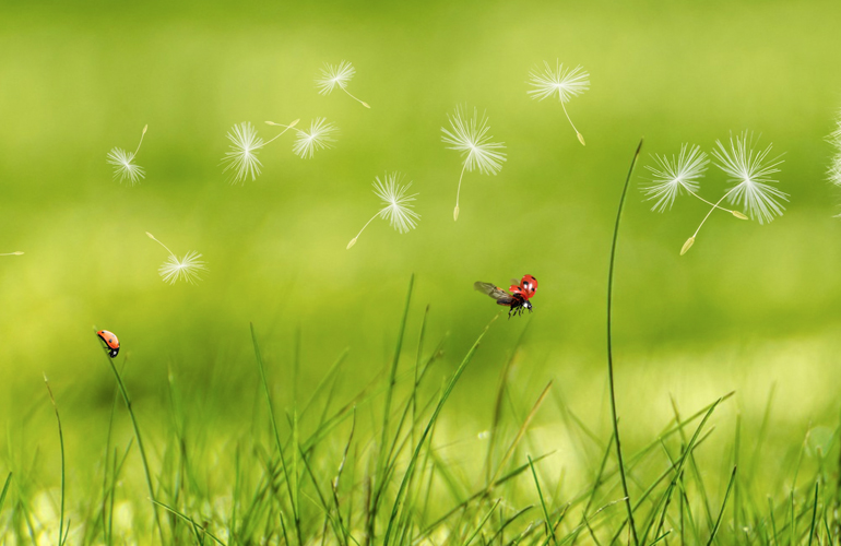 The Bright Side: positive news from June