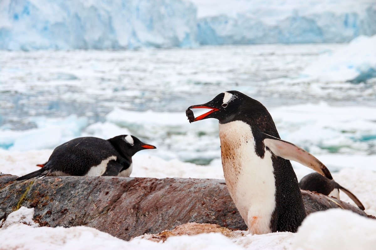 What is Pebbling? Exploring the Love Language of Penguins