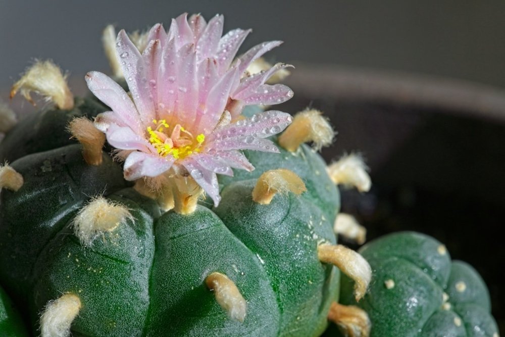 peyote-cactus-flowering.jpg