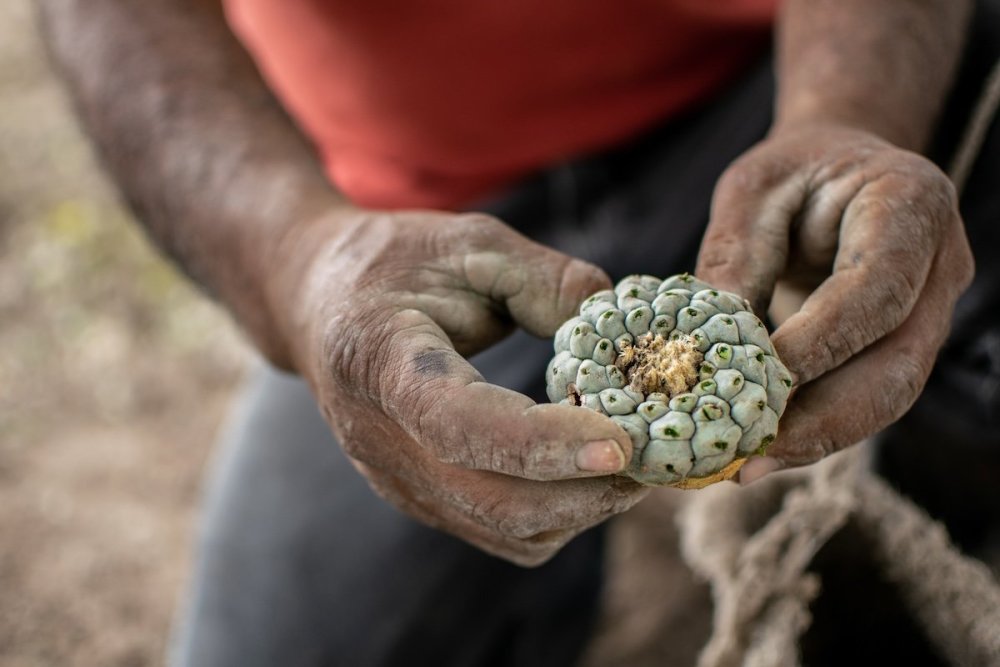 man-holding-peyote-lophophora-williamsii.jpg